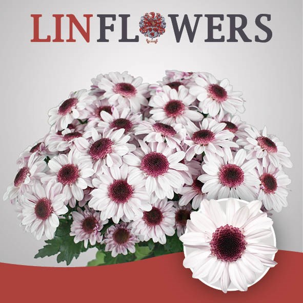 Хризантема куст-Chrysant Tr-Stresa-70cm-100gr 7a75f876-7671-11ee-0a80-07290003b65f