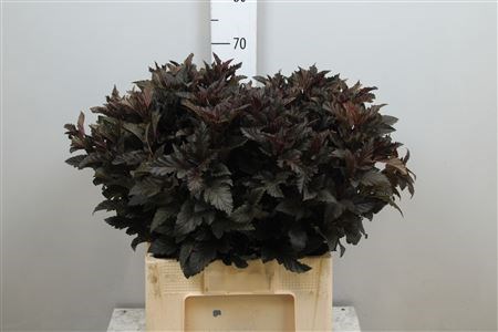 Физокарпус-Physocarpus-Op Diabolo-80cm 7a7b16cd-2938-11ee-0a80-02ba002ecac2