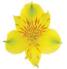 Альстромерия-Alstroemeria-Isola-70cm 7a80c39f-a28d-11ef-0a80-119700136647