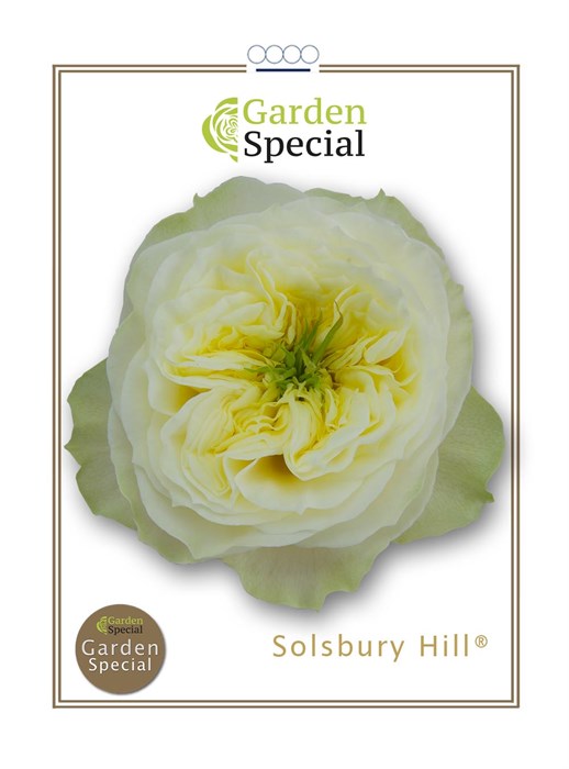 Роза-Rosa-Gr Solsbury Hill-60cm 7a8efa8b-2938-11ee-0a80-02ba002ecac5