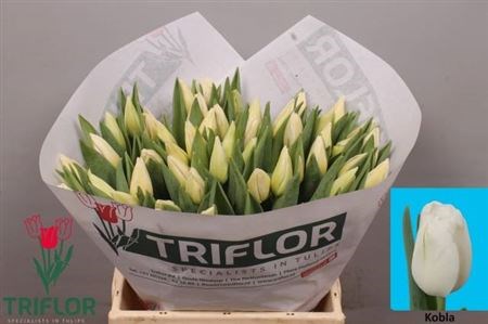 Тюльпан-Tulip-En Kobla-37cm-34gr 7ad101b5-dc14-11ef-0a80-15e90031c14e