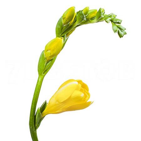 Фрезия-Freesia-Du Soleil-54cm-20gr 7ae383aa-dc14-11ef-0a80-15e90031c154