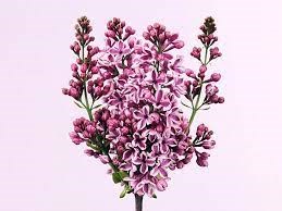 Сирень-Syringia-V Sensation-60cm 7ae6520a-bfa5-11ec-0a80-0b4c0007f3e8