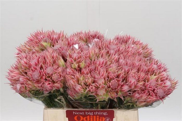 Серрурия-Serruria-Sugar En Spice-40cm 7aedaf7c-0bea-11ed-0a80-0f1500429187