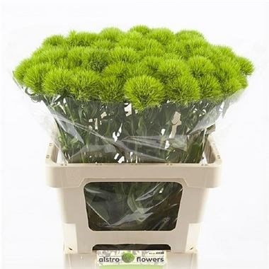 Гвоздика ст-Dianthus st-Barb Kiwi Mellow--55cm 7b13635c-0bea-11ed-0a80-0f150042918c
