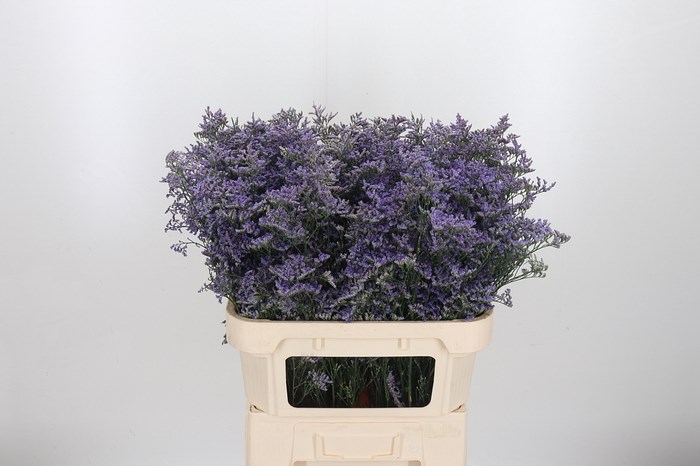 Лимониум-Limonium-Saf Classic Blue-80cm-70gr 7b46cbeb-2938-11ee-0a80-02ba002ecadd