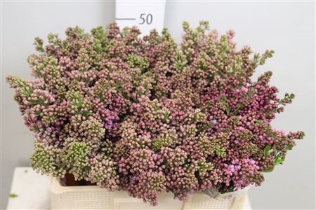 Сирень-Syringia-V Lavaliensis-60cm 7b49d739-bfa5-11ec-0a80-0b4c0007f459