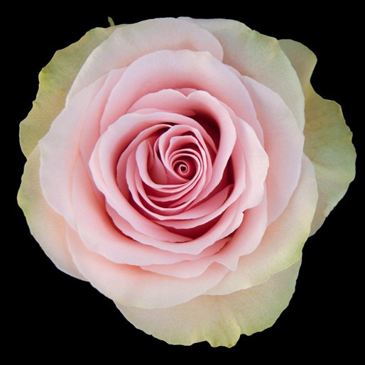 Роза-Rosa-Frutteto-60cm--JR 7b670126-bfa9-11ec-0a80-0b4c000bd442