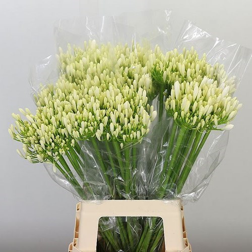 Агапантус-Agapanthus-Eyfori White-70cm 0d14a0bc-fd72-11ed-0a80-0db50025ee3a
