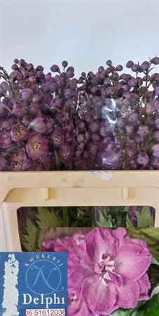 Дельфиниум-Delphinium-Du Delp Pi Pow-60cm 7b721392-1605-11ef-0a80-0f770012f92b
