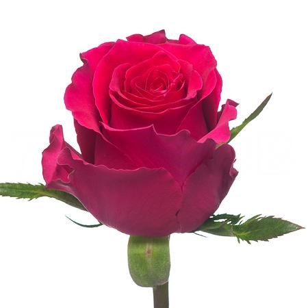 Роза-Rosa-Gotcha-60cm-PE 7b772449-bfa9-11ec-0a80-0b4c000bd46b
