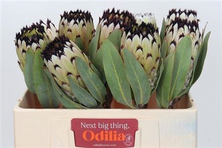 Протея-Protea-M Snow Queen-50cm 7b846e36-0bea-11ed-0a80-0f15004291ab