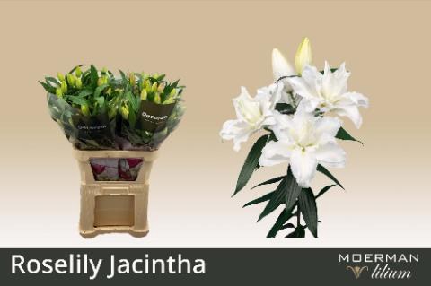 Лилия-Lilium-Or Du Rl Jacintha-90cm 7b8c837d-2938-11ee-0a80-02ba002ecae9