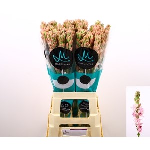 Полиантес-Polianthes-Elle Pink-80cm 7ba38ba1-1605-11ef-0a80-0f770012f937