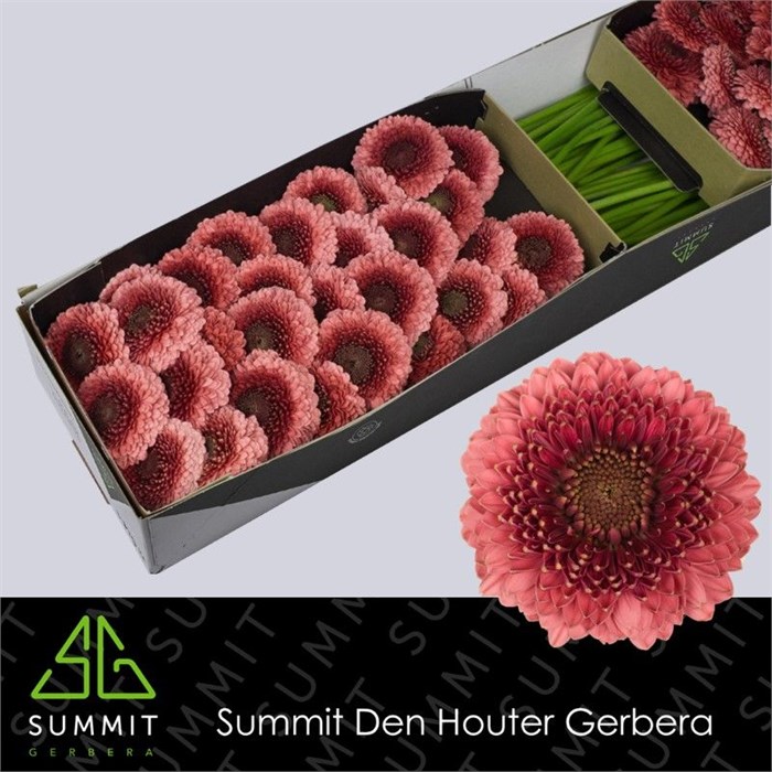 Гербера-Gerbera-Mb Gonzo Doos-45cm 7bb180be-7d9c-11ef-0a80-07ef00336dae