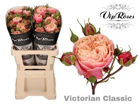 Роза куст-Rosa tr-Victor Classic-60cm 7bb5edac-0bea-11ed-0a80-0f15004291bd