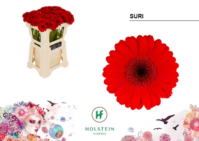 Гербера-Gerbera-Mi Suri-50cm 7bbed723-7d9c-11ef-0a80-07ef00336db1