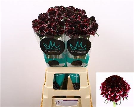 Скабиоза-Scabiosa-At Sw Che Scoop-70cm 7bc52c22-bfa5-11ec-0a80-0b4c0007f4e6