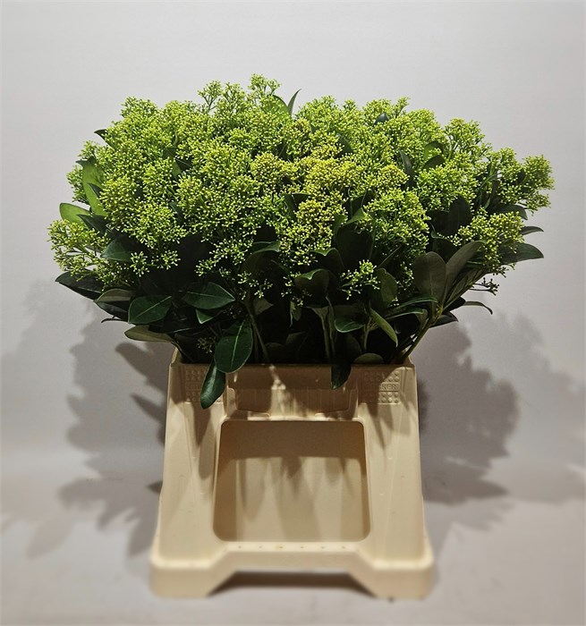 Скиммия-Skimmia-J Frank White Bs-40cm 7bd42608-7d9c-11ef-0a80-07ef00336db4