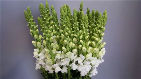 Антирринум-Antirrhinum-Potomac White-70cm-va 7c0381f7-9be3-11ed-0a80-0c4c001b9d8d