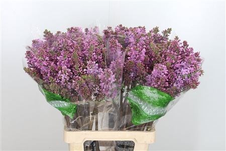 Сирень-Syringia-V R V Horstenst-//60cm 7c0984a9-f5e3-11ef-0a80-141b0024acaf