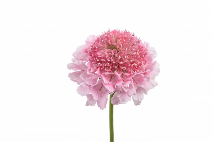 Скабиоза-Scabiosa-At Marshm Scoop-60cm-va 7c51b6a9-9be3-11ed-0a80-0c4c001b9e56