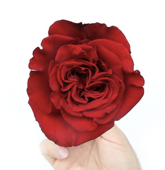 Роза-Rosa-Hearts-60cm-AG 7c919c6f-bfa9-11ec-0a80-0b4c000bd6fe