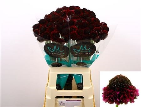 Скабиоза-Scabiosa-At Re Vel Scoop-70cm 7cc58439-bfa5-11ec-0a80-0b4c0007f5f7
