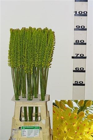 Эремурус-Eremurus- Yellow Cleo-90cm 7cc65608-e0d4-11ec-0a80-0b25000efcc5