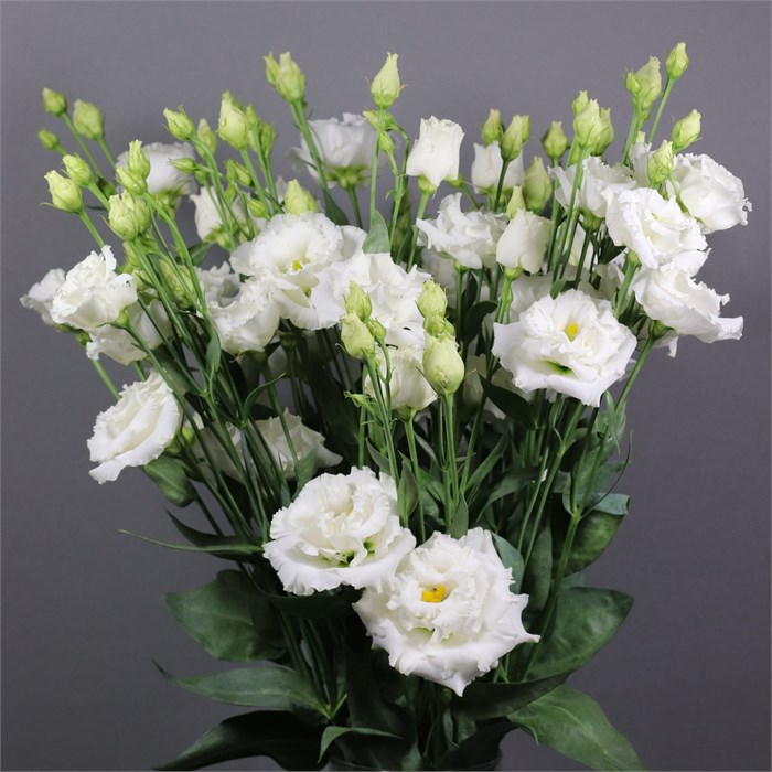 Лизиантус G-Lisianthus G-Alissa Pur Whi-72cm-va 7ccb54e2-9be3-11ed-0a80-0c4c001ba2d2
