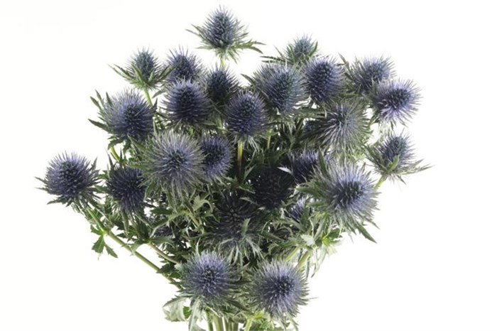 Эрингиум-Eryngium-Magnetar Qstar-60cm-va 7cd1993d-9be3-11ed-0a80-0c4c001ba2d6