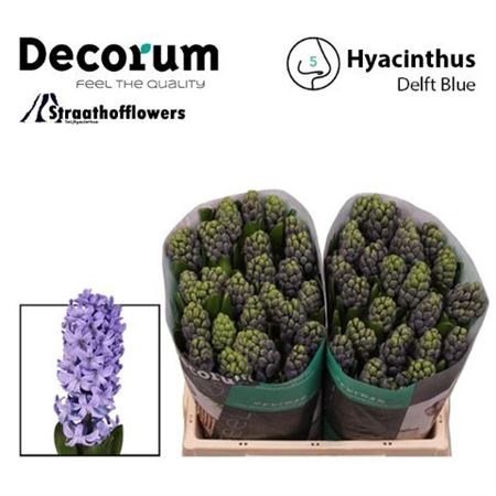 Гиацинт-Hyacinthus-Delft Blue-30cm-va 7d037ec2-9be3-11ed-0a80-0c4c001ba2fb
