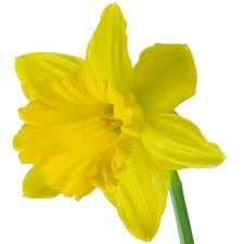 Нарцис-Narcissus-Dutch Master-32cm-85gr-va 7d0f3745-9be3-11ed-0a80-0c4c001ba303