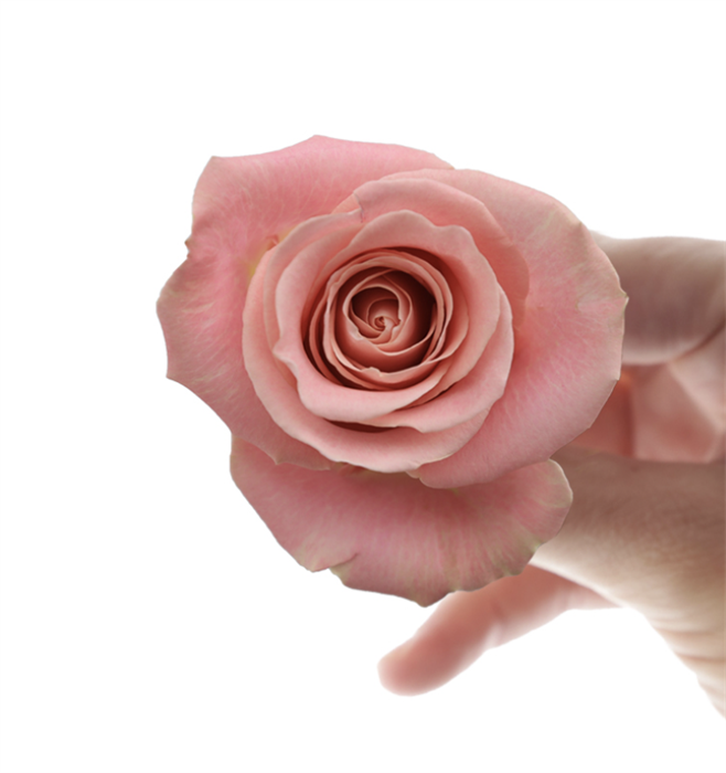 Роза-Rosa-Hermosa-60cm-AG 7d1d7166-bfa9-11ec-0a80-0b4c000bd828