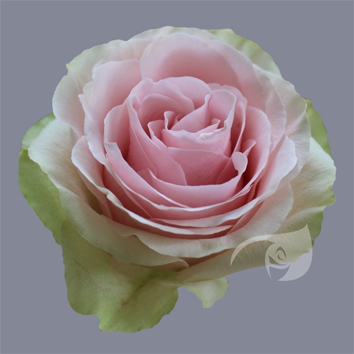 Роза-Rosa-Frutteto-60cm-IS 7d2c3d02-bfa9-11ec-0a80-0b4c000bd851