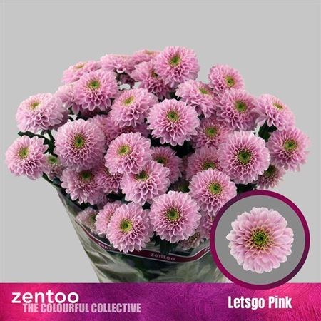 Хризантема куст-Chrysant Tr-Letsgo Pink-70cm-90gr 7d39725e-68d3-11f0-0a80-0fb6000162d4