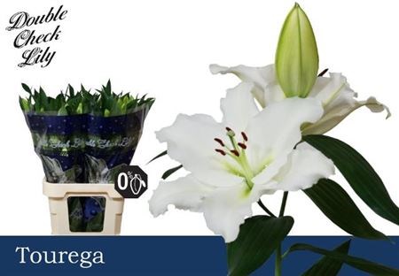 Лилия-Lilium-Or Tourega-100cm 7d436d0d-68d3-11f0-0a80-0fb6000162da