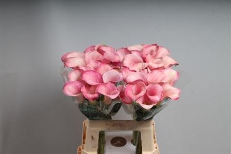 Калла-Zantedechia-Blushing Lady--60cm 7d4da4e9-4c70-11f0-0a80-14410000c464