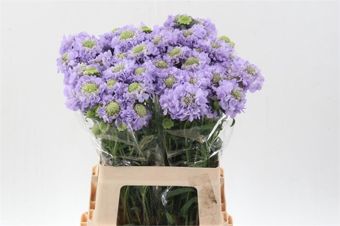 Скабиоза-Scabiosa-At F Scoop Lavendel-60cm 7d83261e-bfa5-11ec-0a80-0b4c0007f6be