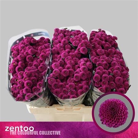 Хризантема сант-Chrysant sant-Aaa Purpetta-50cm-110gr 7d913a0d-bc6a-11ef-0a80-115e0027fb64