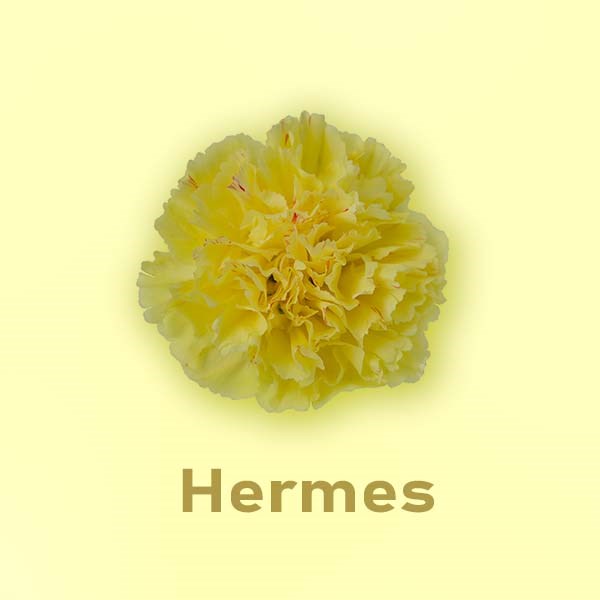 Гвоздика SE-Dianthus SE-Hermes-FC// 7da5ae83-b672-11ed-0a80-05d40053e89a
