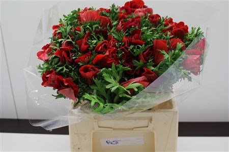 Анемон-Anemone- Z Mistral Red-45cm 00c3dbe7-8bf4-11ed-0a80-070800d38cc9