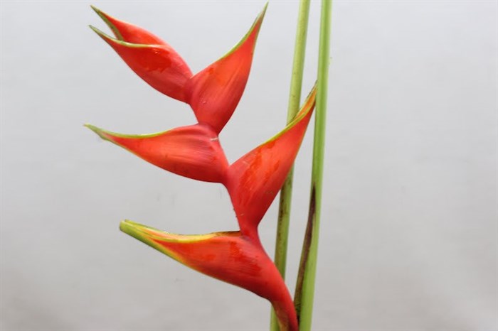Геликония-Heliconia-Steel Humilis-80cm 7de5515e-e0d4-11ec-0a80-0b25000efce6