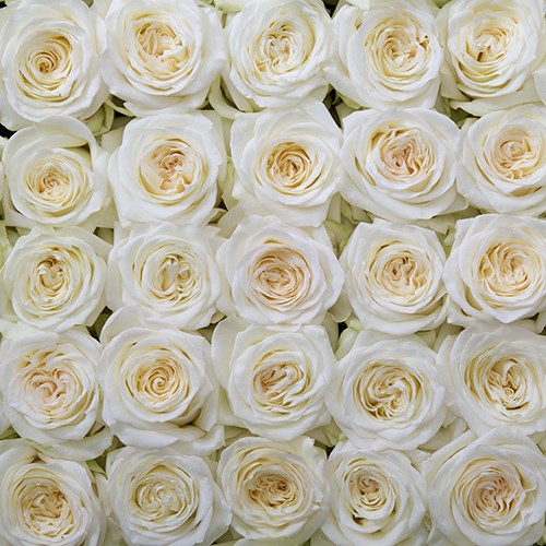 Роза-Rosa-Candlelight-50cm--PE 7e3ee9cb-cd11-11ec-0a80-0cd200791c85