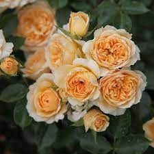 Роза куст-Rosa sp-Happy Birthday-60cm-RS 7e66d0e4-c971-11ed-0a80-032c000e7996