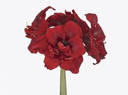 Амариллис St-Hippeastrum St-Dg Red Toro--65cm 7e7f2291-b432-11f0-0a80-114a00156d90