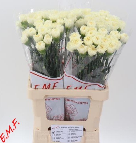 Гвоздика ст-Dianthus st-Diletta Crema-65cm 7e86ba2e-e0d4-11ec-0a80-0b25000efcf5
