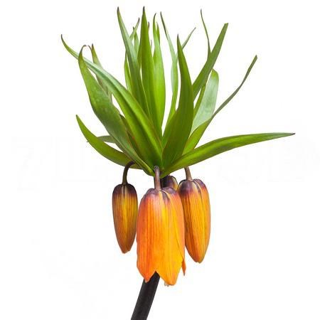 Фритилярия-Fritillaria-Im Garlant Star-75cm 7e888c96-e412-11ed-0a80-01a8001d9f81