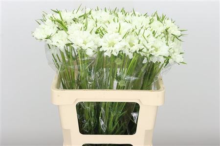 Скабиоза-Scabiosa-C Midsummer Snow-65cm 7e91a888-bfa5-11ec-0a80-0b4c0007f7d9