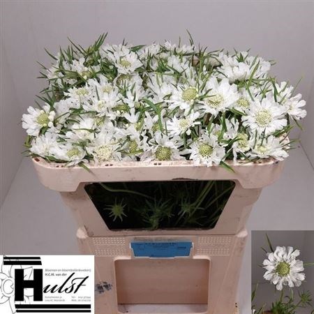 Скабиоза-Scabiosa-Caucasica-65cm 7ea258d2-bfa5-11ec-0a80-0b4c0007f7eb